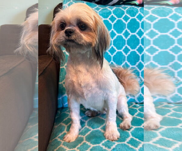 Medium Photo #2 Shih Tzu-Unknown Mix Puppy For Sale in Pacolet, SC, USA