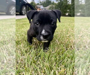 Medium Bulldog-Staffordshire Bull Terrier Mix