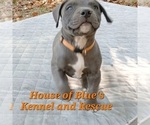 Small #2 American Pit Bull Terrier