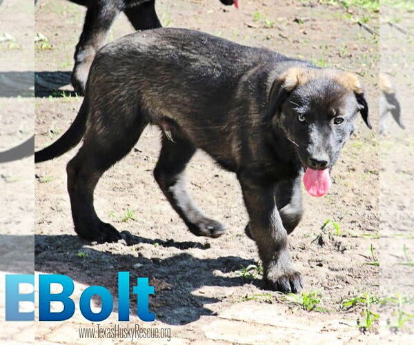 Medium Photo #3 Labrador Retriever-Siberian Husky Mix Puppy For Sale in Carrollton, TX, USA