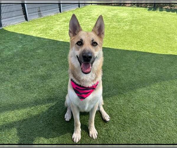 Medium Photo #2 German Shepherd Dog-Unknown Mix Puppy For Sale in Orange, CA, USA
