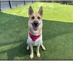 Small #1 German Shepherd Dog Mix