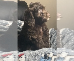 Cockapoo Puppy for sale in GREENSBURG, LA, USA
