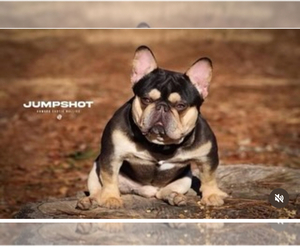 Father of the French Bulldog puppies born on 11/03/2025