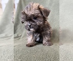Small Photo #3 Shorkie Tzu Puppy For Sale in FREDERICK, MD, USA