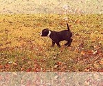 Small Photo #19 Olde English Bulldogge Puppy For Sale in KANSAS CITY, MO, USA
