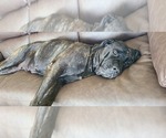 Small Photo #1 Cane Corso Puppy For Sale in PORTLAND, OR, USA