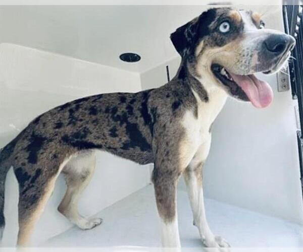 Medium Photo #1 Catahoula Leopard Dog Puppy For Sale in Houston, TX, USA