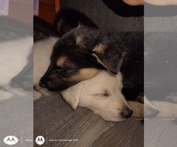 Medium Photo #1 German Shepherd Dog Puppy For Sale in WARRENTON, NC, USA