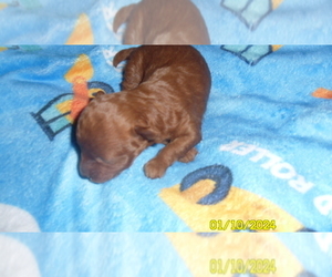 Poodle (Toy) Puppy for sale in DULUTH, GA, USA