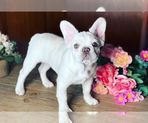 French Bulldog Puppy for Sale in CLOVIS, California USA