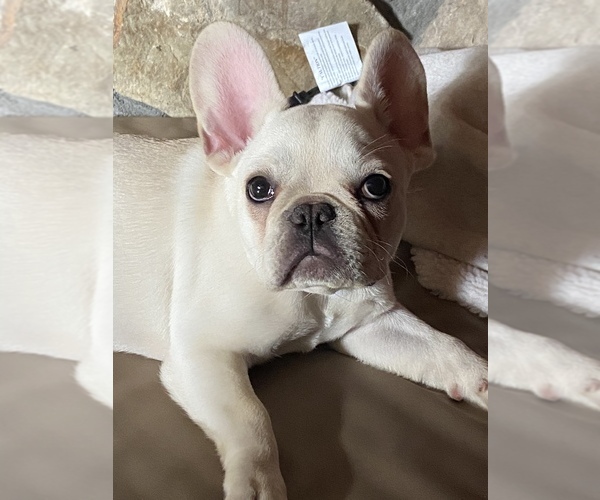 Medium Photo #1 French Bulldog Puppy For Sale in VALDOSTA, GA, USA