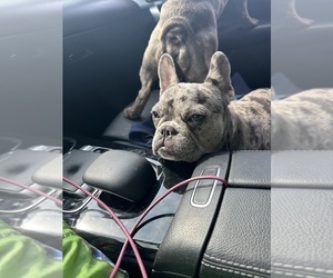 Mother of the French Bulldog puppies born on 02/06/2025
