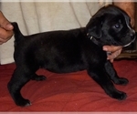 Small Photo #9 Cane Corso Puppy For Sale in GRENVILLE, NM, USA