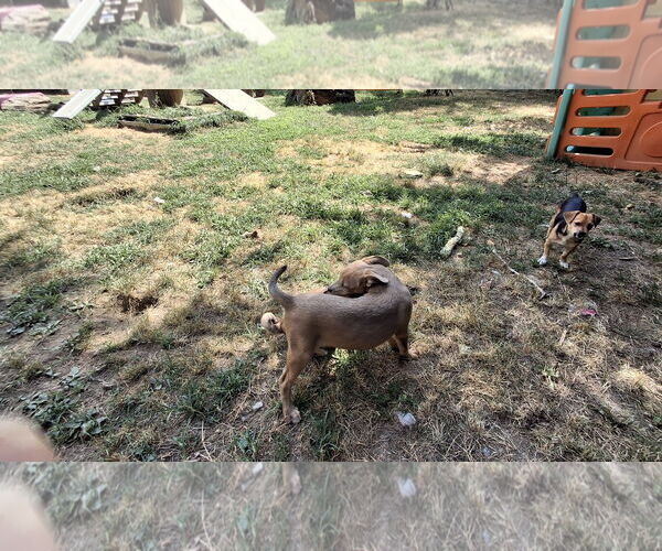 Medium Photo #21 Doxle Puppy For Sale in Sebec, ME, USA