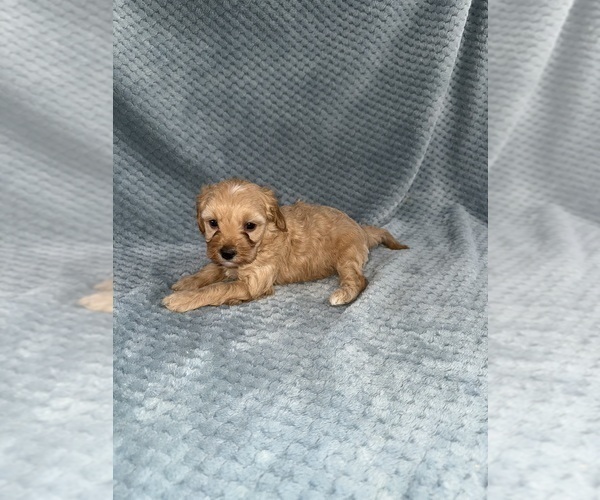 Medium Photo #44 Cavapoo mix (+ Poodle Miniature) Puppy For Sale in MUNFORDVILLE, KY, USA