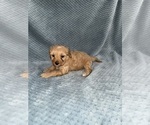 Small Photo #44 Cavapoo mix (+ Poodle Miniature) Puppy For Sale in MUNFORDVILLE, KY, USA