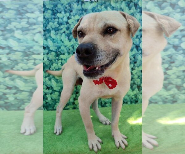 Medium Photo #3 Chinese Shar-Pei-Unknown Mix Puppy For Sale in Dana Point, CA, USA