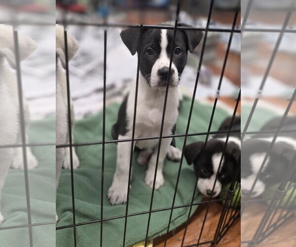 Medium Photo #4 Aussiedor Puppy For Sale in SHERBURNE, NY, USA