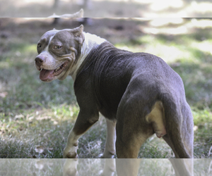 Mother of the American Bully puppies born on 06/15/2026
