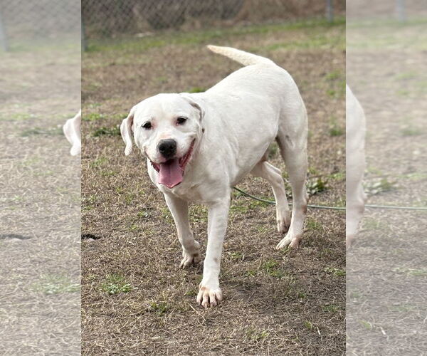 Medium Photo #2 American Pit Bull Terrier-Unknown Mix Puppy For Sale in Virginia Beach, VA, USA
