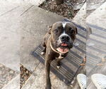 Small #3 Boxer