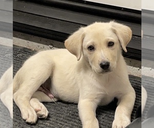 Labrador Retriever Puppy for sale in BAKERSFIELD, CA, USA