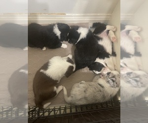 Border Collie Litter for sale in LOUISVILLE, KY, USA