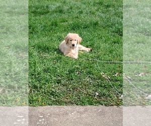 English Cream Golden Retriever Puppy for sale in WARREN, OH, USA