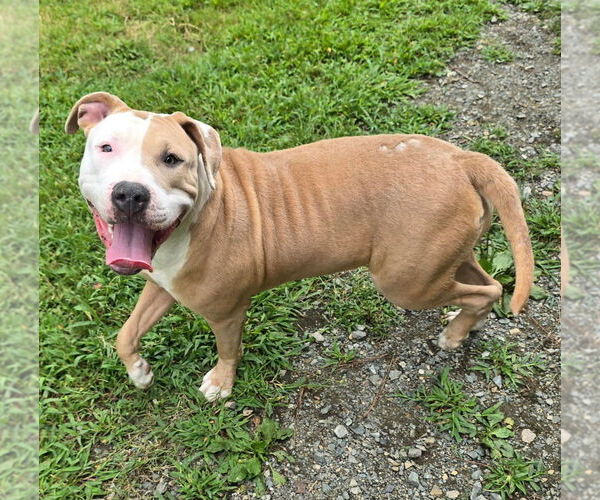 Medium Photo #4 American Pit Bull Terrier Puppy For Sale in Glen Allen, VA, USA