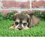 Small #1 Schnauzer (Miniature)