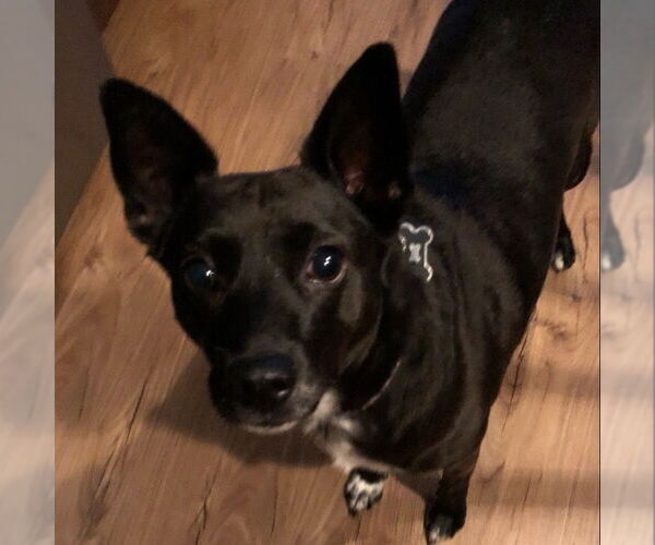 Medium Photo #2 Rat Terrier Puppy For Sale in Denton, TX, USA
