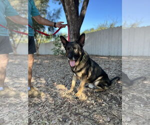 German Shepherd Dog Dogs for adoption in San Diego, CA, USA