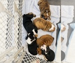 Small Photo #4 English Bulldog Puppy For Sale in KEIZER, OR, USA
