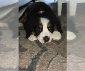 Bernese Mountain Dog Puppy for sale in ROMEOVILLE, IL, USA