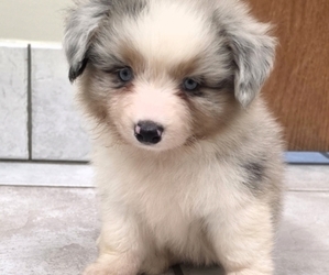 Corgi-Aussie Litter for sale in MILTON, WI, USA