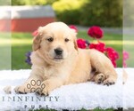 Small #5 Golden Retriever