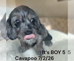 Image preview for Ad Listing. Nickname: Litter of 6