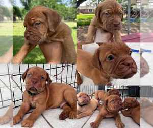Dogue de Bordeaux Puppy for sale in WESLACO, TX, USA