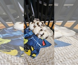 Zuchon Litter for sale in CHEYENNE, WY, USA