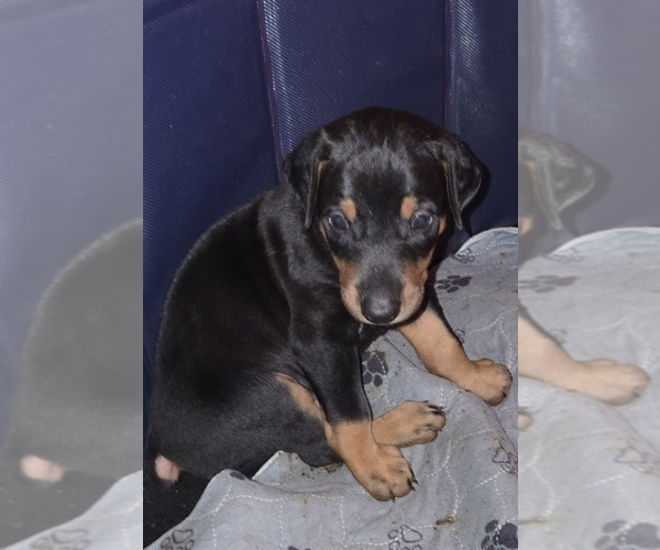 Medium Photo #17 Doberman Pinscher Puppy For Sale in CARLINVILLE, IL, USA