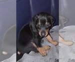 Small #16 Doberman Pinscher