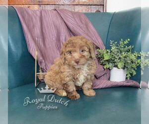 Poodle (Miniature) Puppy for sale in LE MARS, IA, USA