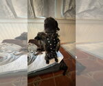 Small Photo #7 Dachshund-Unknown Mix Puppy For Sale in Tenafly, NJ, USA