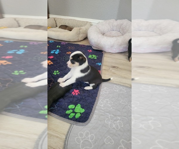 Medium Photo #4 Chihuahua Puppy For Sale in CARSON CITY, NV, USA