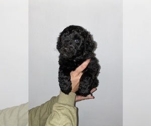 Aussiedoodle Puppy for sale in LAWRENCEBURG, IN, USA