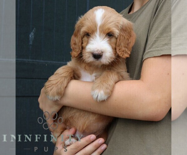Medium Photo #4 Goldendoodle Puppy For Sale in LANCASTER, PA, USA