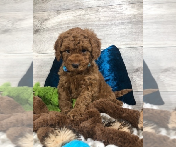 Medium Photo #1 Goldendoodle Puppy For Sale in CRESTON, OH, USA