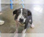 Small Collie-Labrador Retriever Mix