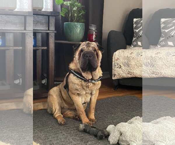 Medium Photo #1 Chinese Shar-Pei Puppy For Sale in Prescott, Ontario, Canada